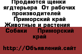 Продаются щенки  ягдтерьера .От рабочих производителей. - Приморский край Животные и растения » Собаки   . Приморский край